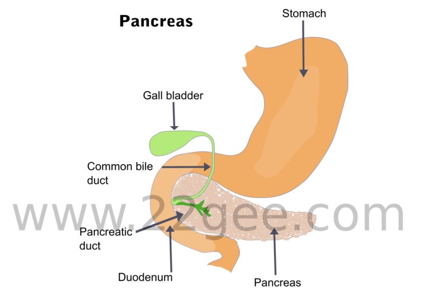 Pancreatitis ਨੂੰ ਠੀਕ ਕਰਨ ਲਈ ਘਰੇਲੂ ਉਪਚਾਰ